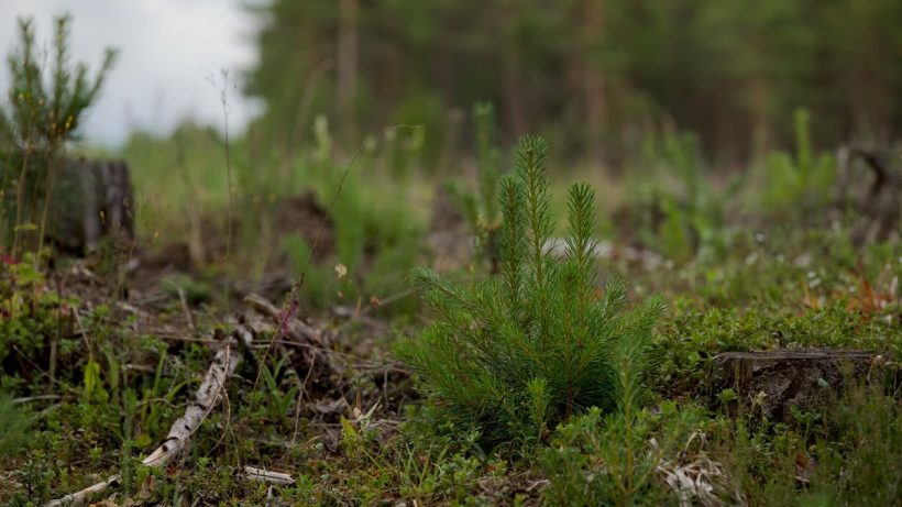 Kuidas alustada tervislikku eluviisi